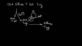 CD4 Effector T Cell Treg