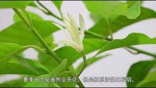 白兰花夏季不好养，容易黄叶掉叶，是你没有掌握养护方法