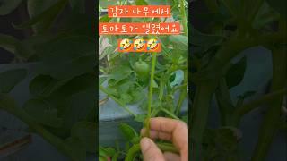 감자 나무에서 토마토 같은게 열렸어요 #옥상텃밭 #소소한행복 #감자 #토마토