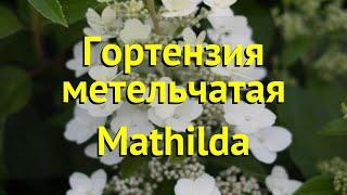 Гортензия метельчатая Матильда. Краткий обзор, описание характеристик hydrangea paniculata Mathilda