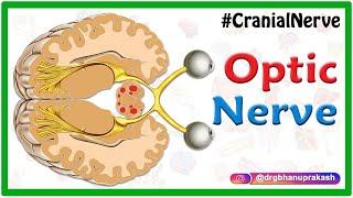 The Optic Nerve (CN II) anatomy and Visual Pathway animation