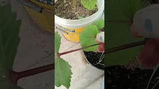Purple okras picking 28.05: Enjoying rural life, gardening & nature #rurallife #gardening #nature