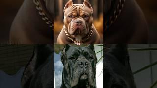 Pitbull Vs All Dogs  पिटबुल को कौन हरा सकता है ?