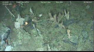 Exploring huge undersea mountains off B.C. coast