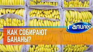 Галилео  Как собирают бананы?