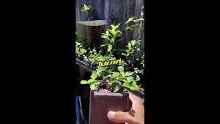 #short cây cảnh nghê thuật bonsai đại nghĩa #bonsaitreeThời gian nhanh thật #thangmecay #bonsai #tr