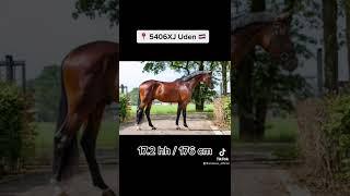 Find this stunning gelding with ad-ID 3080986 on ehorses.com 