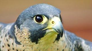 Peregrine Falcon: the fastest animal in the world