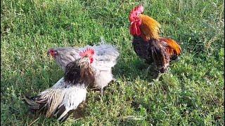 A little rooster saves a beloved hen from a big rooster.