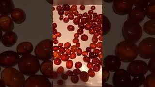 正能量 市场新宠 ：芬达石（橘榴石 ）Spessartine garnet