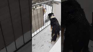 Snowman️️️ #agybordercollie