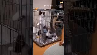 #cat #funny #happycats #catmemes #music #memes #trending #trendingshorts #new #reels