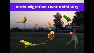 Migratory Birds: Birds Flying Over Yamuna River in Delhi (Must Watch)