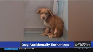 Local animal care center facing outrage after 3-month-old puppy accidentally euthanized