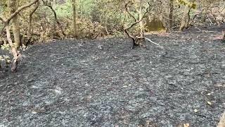 Walking in the Table Rock State Park fire and got a surprise visit from Sheriff Blankenship.