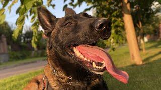 Malinois Ingrid. Dog training. Belgian Shepherd puppy, a year and a half later.