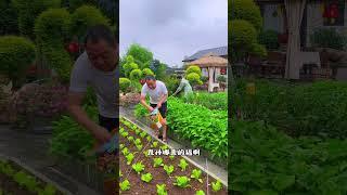 父母对我们有恩，退休后回到农村小院一起生活，在这属于两代人的养老小院#温馨小院 #退休生活#小芳夫妇#向往的生活#最美花园庭院