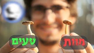 מומחים בארץ - פטריות בר