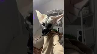 Крафт Skulk dog #fursona #furry #fursuit #furries #фурри #фурсьют #фурсона