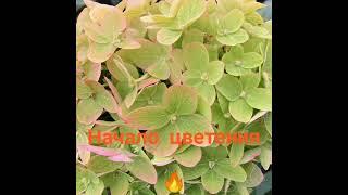 Гортензия метельчатая (Hydrangea paniculata `Graffiti`)