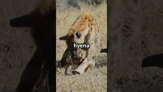 African Wild Dog Vs Spotted Hyena Epic Battle! |Animal Vs |#animals #battle #hyena #dogs