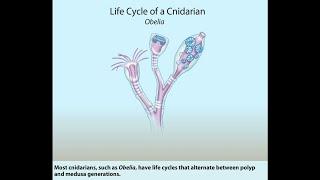 Cnidarian life cycle || Obelia || Polyp || Medusa