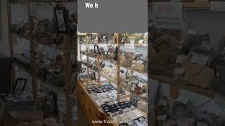 Whitby’s Fossil Shop #shop #jurassic #fossils