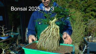 Bonsai 2025 Teil 3 Lonicera auf dem Felsen schneiden und Weide ernten