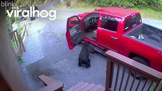 Black Bear Raids Unlocked Truck || ViralHog