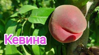 Персик Кевина/Peach Kevina