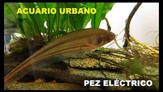 "PEZ ELECTRICO", PECERAS, variedad de peces, ACUARIO URBANO, PESCA URBANA