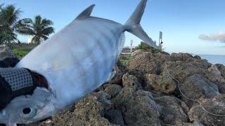 multiple strike/ just landed trevally @ cove marina! (Saipan,USA)