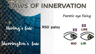 The laws of innervation │Hering’s law │Sherrington’s law