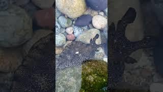 바다달팽이(군소) Black sea Snail  #shorts