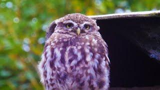 Finding Little Owls in an Abandoned Mine | After We've Gone | BBC Earth