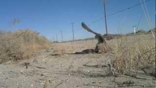 Elite Falconry Trapping Prairie Falcon w/ Ring Padam