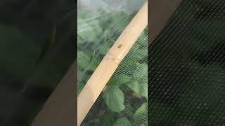 Grasshoppers in the insect net