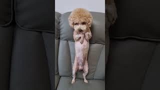 와이프에게 혼나는 중푸들해피