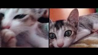 our cute family members snow...||The Yasmin vlog