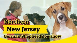 Northern New Jersey German Shepherd dog show