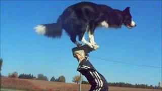 Nana the Border Collie Performs Amazing Dog Tricks