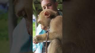 Pet Monkey in Thailand local of Koh Yao Yai island #localculture #thailifestyle #funnythailand