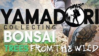 YAMADORI - Collecting Bonsai Trees From The Forest