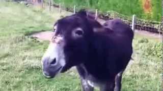 Hot Pepper fed a donkey!