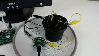 Know when your plants need water with CodeBug and Raspberry Pi