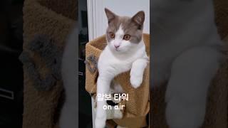 알보 타워 온 #브숏 #브리티쉬숏헤어 #고양이브이로그 #gato #고양이쇼츠 #cat #kitten #고양이일상 #shorts