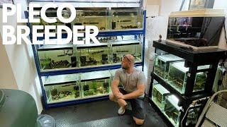 VISITING RARE PLECO BREEDERS FISH ROOM (MUST SEE FISH ROOM TOUR)