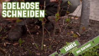 Edel- und Beetrosen richtig schneiden - so klappt's | James der Gärtner