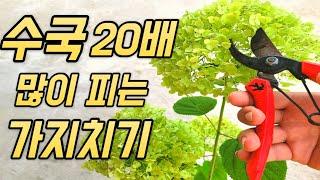 수국 20배 많이 보는 가지치기 5단계