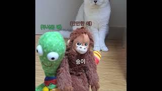 냥아치 #냥아치  #고양이 #고양이영상  #브리티쉬숏헤어 #집사 #cat